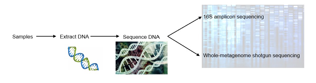 Fig.1 Gut pathogen identification through genomic sequencing. (Creative Biolabs Original)