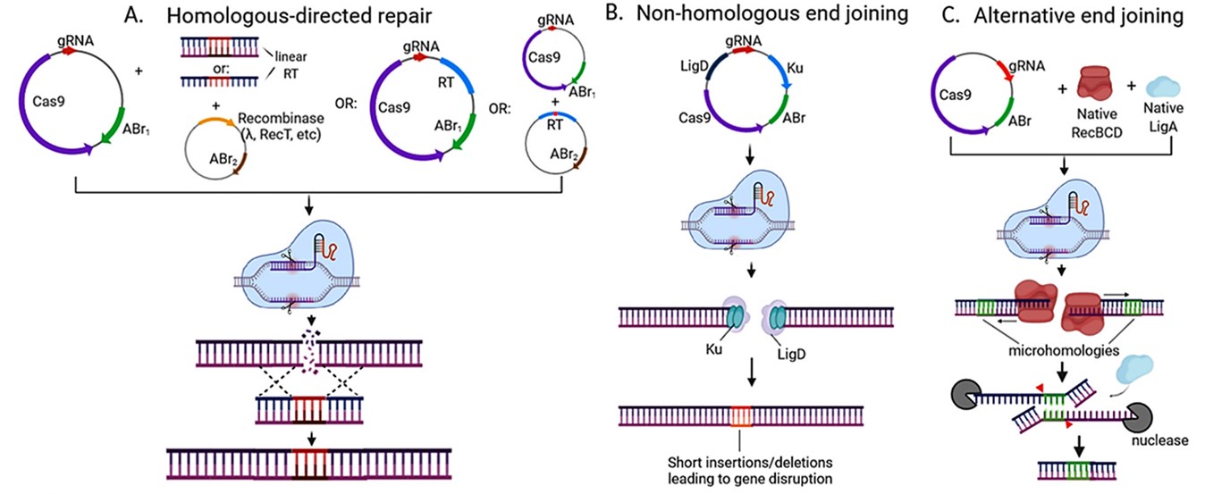 Strategies used for CRISPR-Cas based genome editing in bacteria.