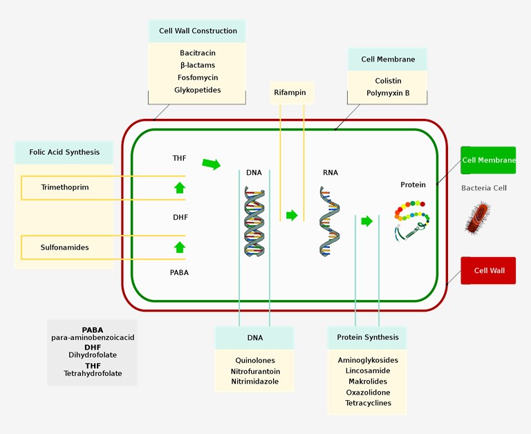 Fig.1 Modes of action of antibiotics and fecal microbiota transplantation (FMT).