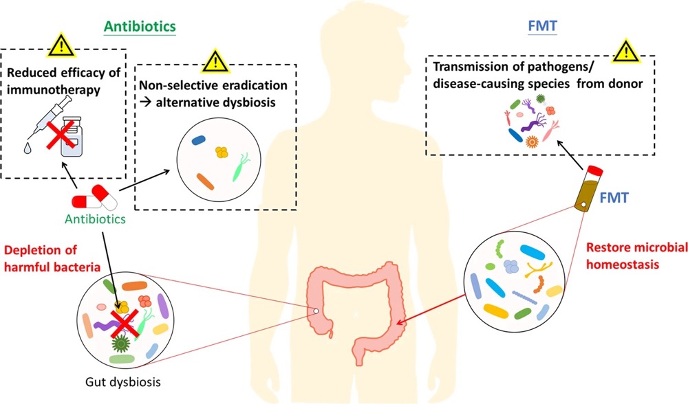 Mechanisms of action of antibiotics and fecal microbiota transplantation (FMT).