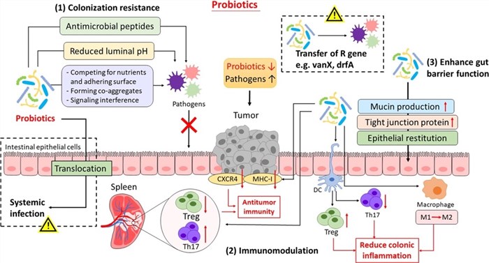 Fig.1 Modes of action of probiotics
