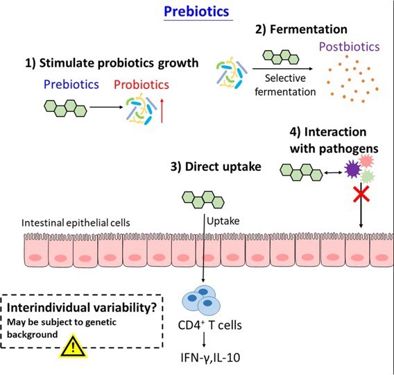 Mechanisms of action of prebiotics.