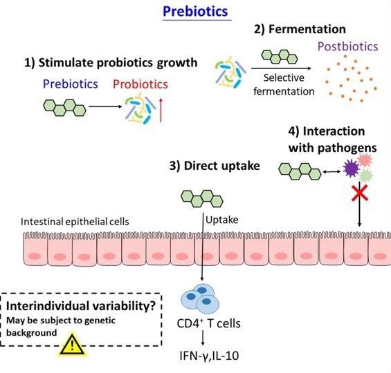 Fig.1 Modes of action of prebiotics.
