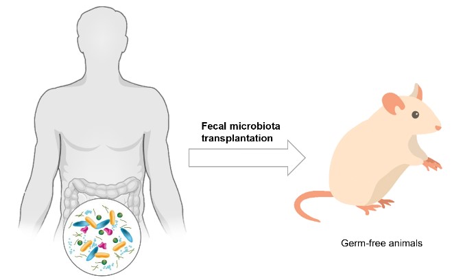 Inoculation of germ-free animals with human microbiota. (Creative Biolabs Original)