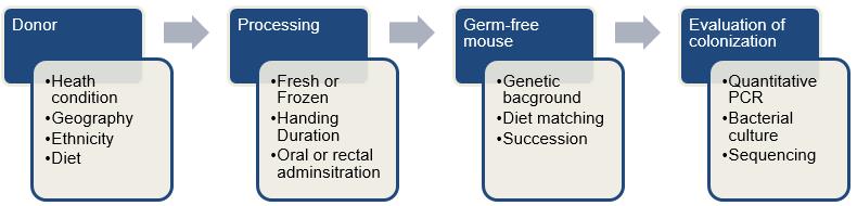 Process of creating a humanized gnotobiotic mouse model. (Creative Biolabs Original)