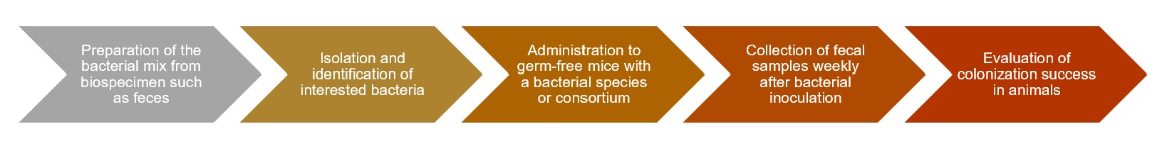 Process of constructing a gnotobiotic animal model. (Creative Biolabs Original)