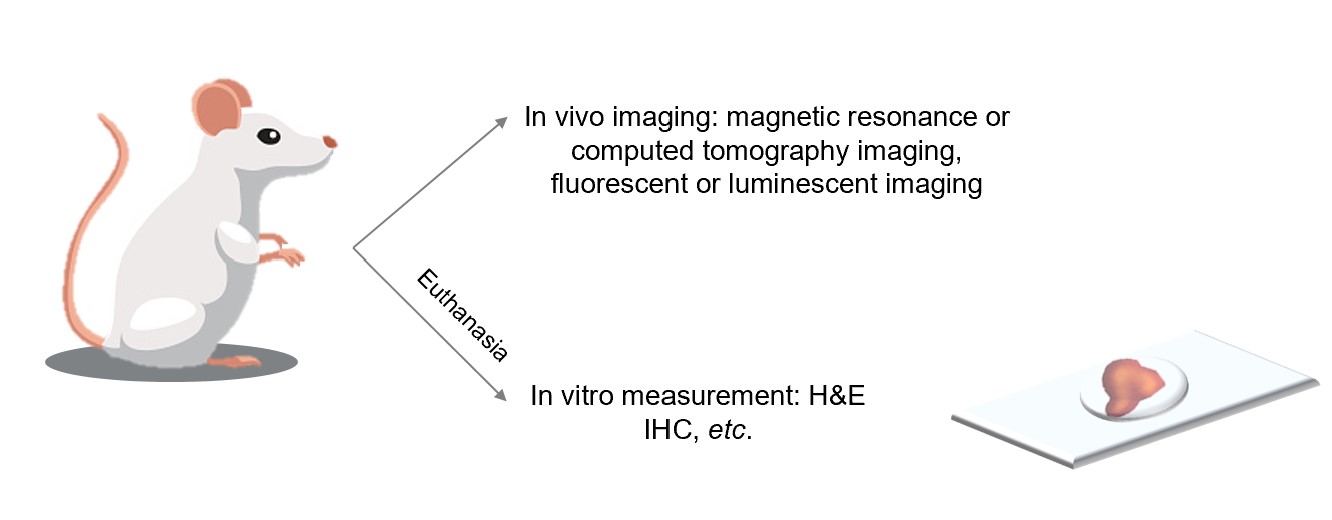 Tumor evaluation and tissue preparation. (Creative Biolabs Original)