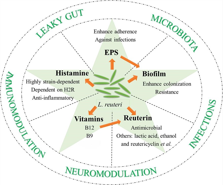 Fig.1 Probiotic characteristics of Lactobacillus reuteri.