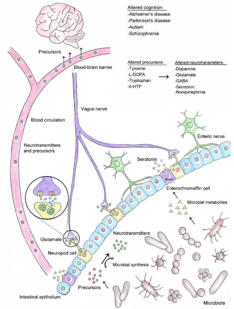 Fig.1 Gut microbiota-mediated neurotransmitter synthesis and its effects on cognition.