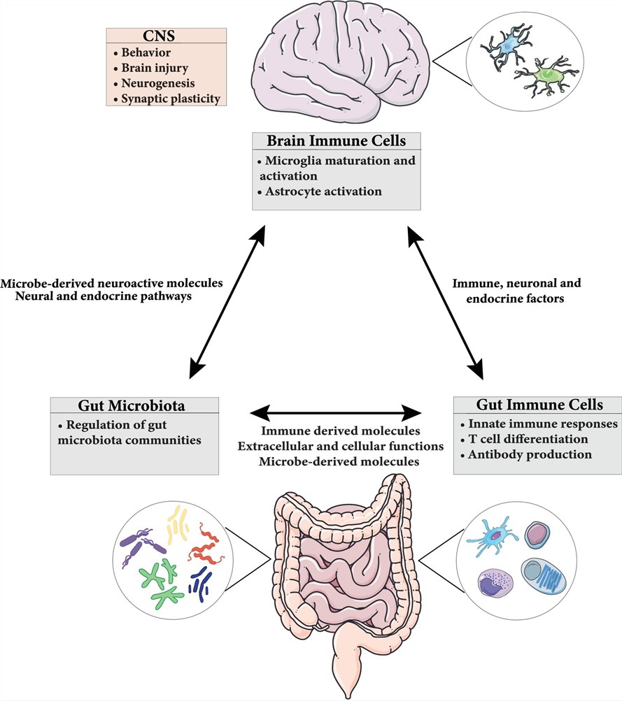 Pathways of immune signaling regulating the microbiota-gut-brain axis. 