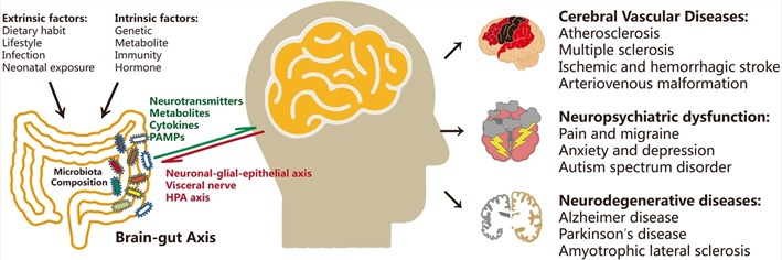 Fig.1 Imbalance of the gut microbiota in brain disorders