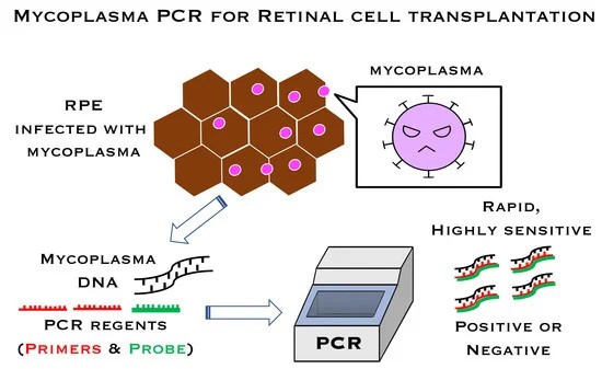 Fig 1. Graphical abstract of the detection of mycoplasma contamination by PCR Test. (OA Literature)