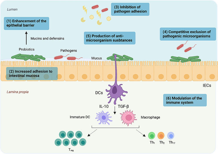 Fig 1. Probiotic bacteria exert multiple effects on the intestinal environment. (OA Literature)