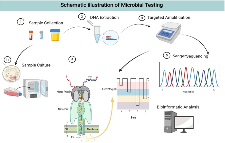 Fig 1. The whole workflow of microbial testing. (OA Literature)