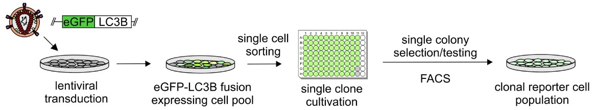 Fig.1 Sorting process of EGFP cells. (Koepke, et al., 2020)