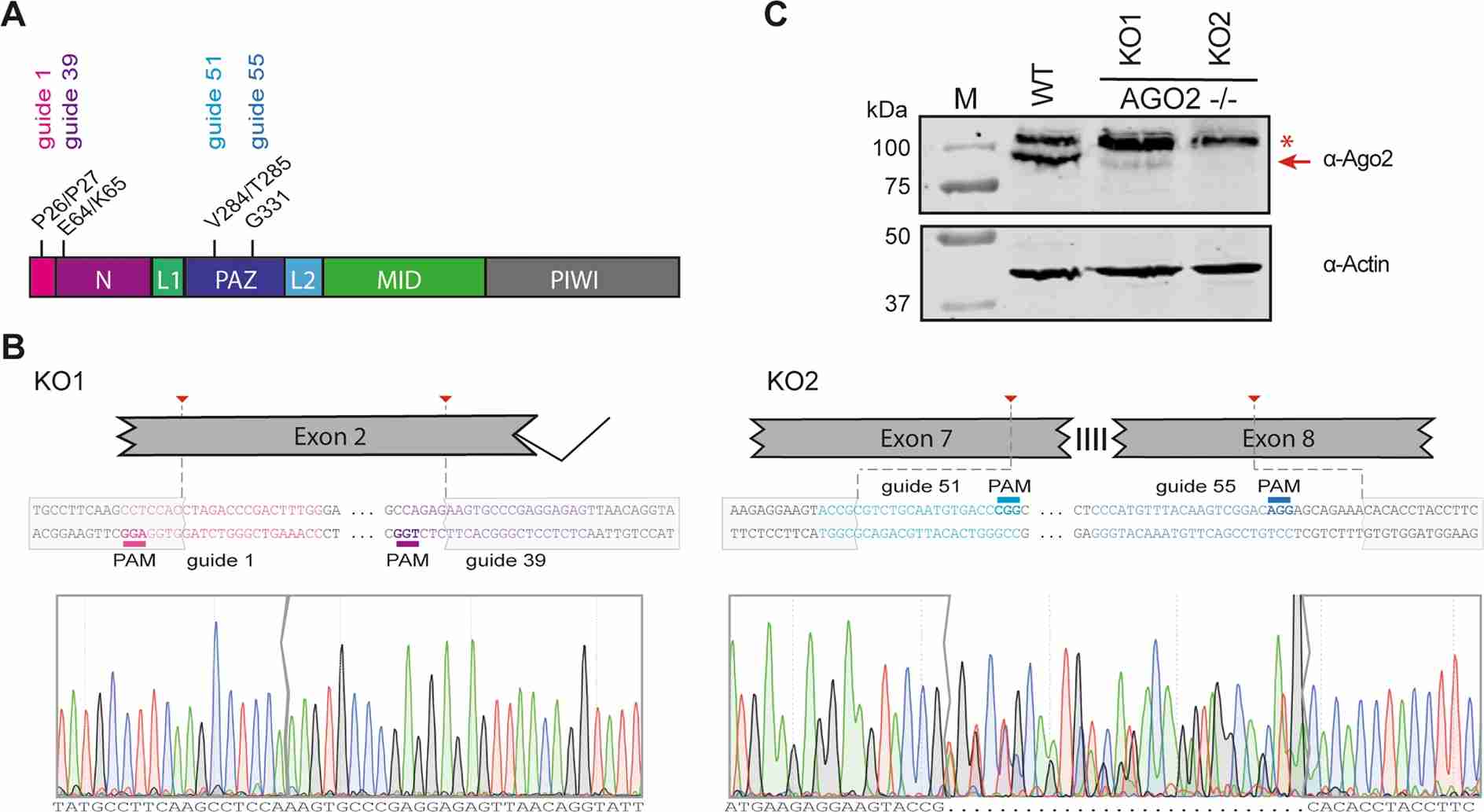 Fig.1 Generation of AGO2 knockout cell lines.
