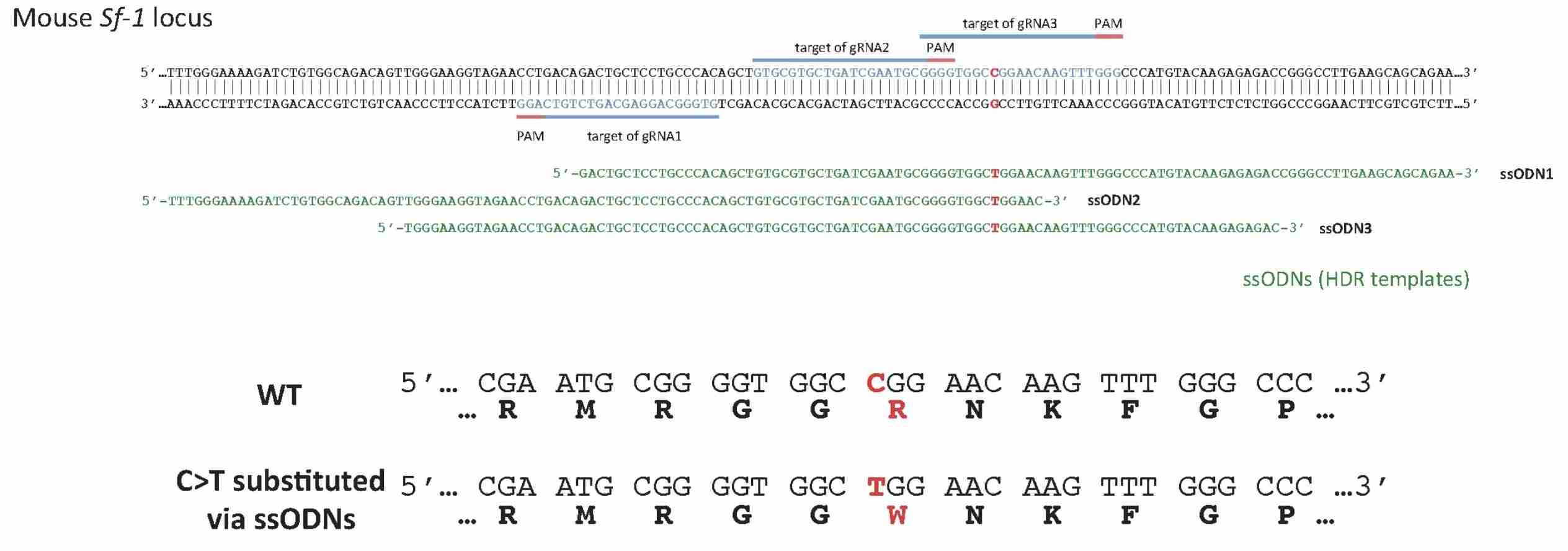 Fig.1 Point mutation. (Inui, et al., 2014)