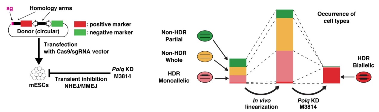 Fig.1 Knock-in cell line. (Arai, et al., 2021)