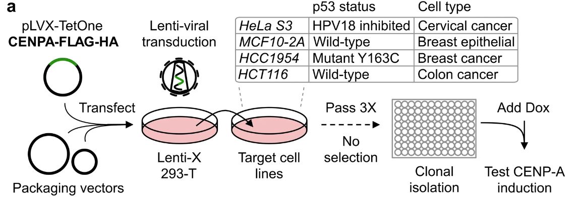 Fig.1 Overexpressed cell line. (Jeffery, et al., 2021)
