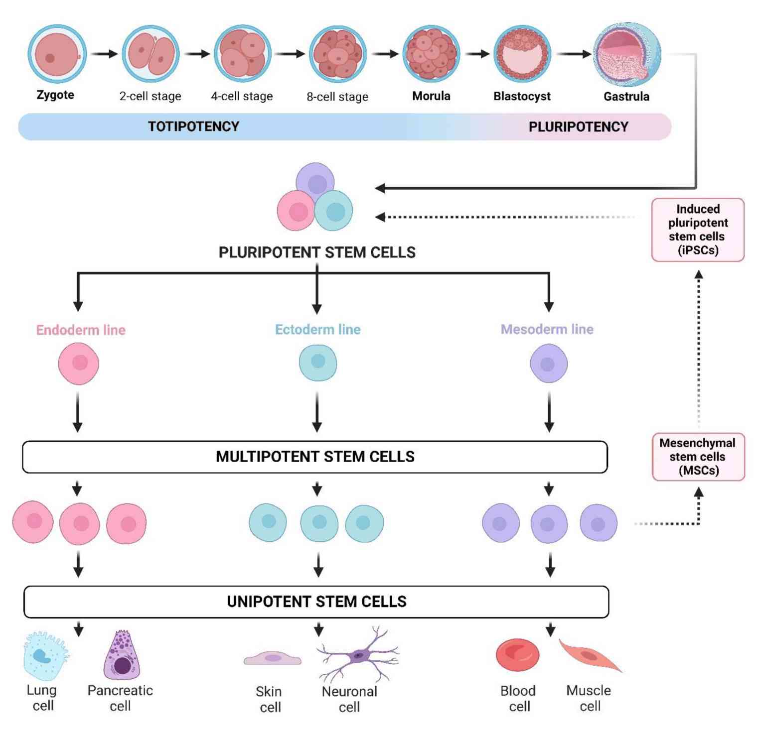 Fig.1 Stem cell. (Erceg, et al., 2023)