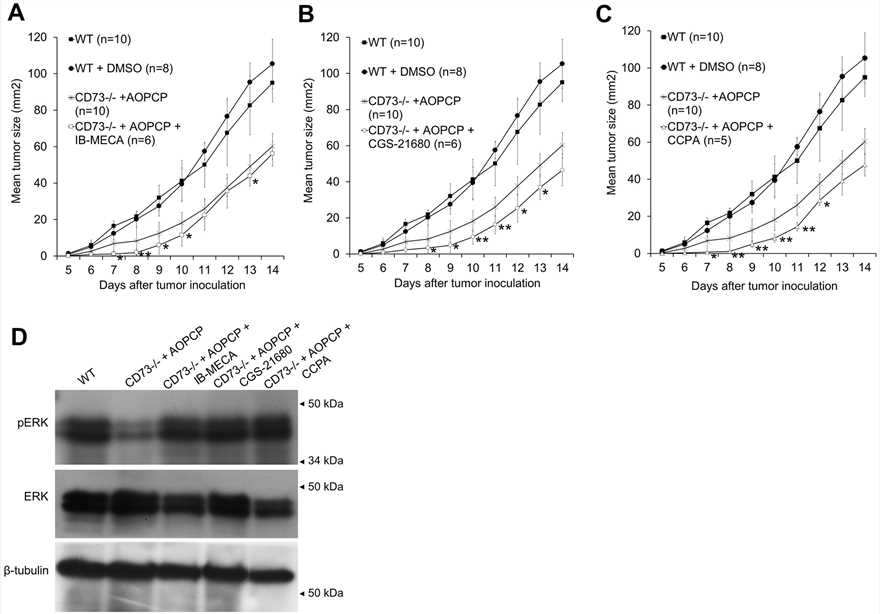 Fig.2 A3 adenosine receptors regulate intratumoral vascular density and angiogenesis (Koszałka, et al., 2016)