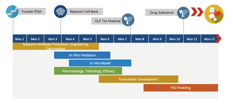 Next-IO™ 4-1BB × PD-L1 Therapeutic Bispecific Antibody Program