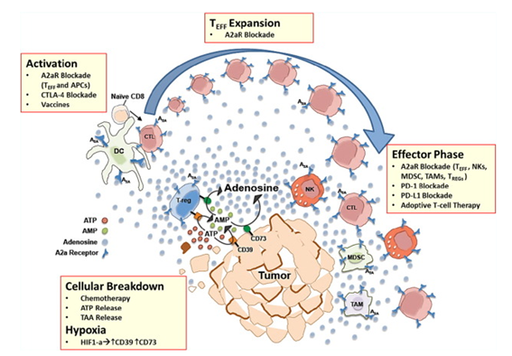 Next-IO™ A2AR Therapeutic Monoclonal Antibody Program