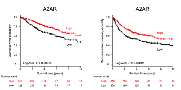 Next-IO™ A2AR Therapeutic Monoclonal Antibody Program