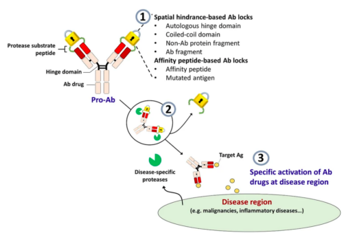 Schematic diagram of MOA of pre-antibody in diseased area by installing protease-cleavable Ab lock.