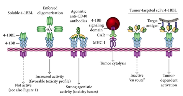 4-1BBL-4-1BBL pathway.