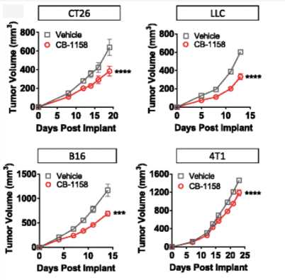 Fig.4 Arginase inhibition reduces tumor growth in vivo. (Steggerda, et al., 2017) 