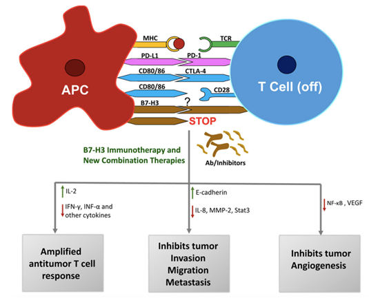 A graphic presentation of an antigen-presenting cell or tumor cell interacting with a T-cell.