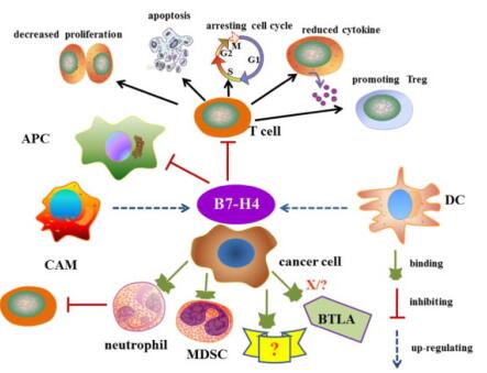 The mechanistic action of B7-H4 in tumor immunity.
