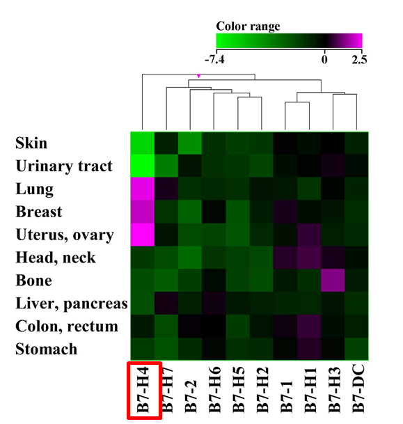 Next-IO™ Anti-B7-H4 × CD3 Bispecific Antibody Program