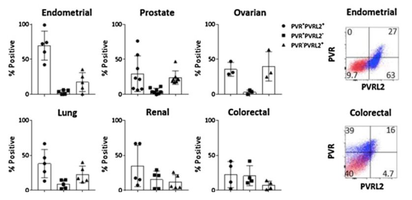 PVRL2 expression is increased in the TME of dissociated tumor samples. (Whelan, et al., 2019)