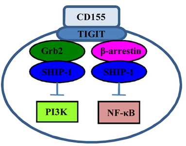 Fig.1 Signaling initiated by CD155‐TIGIT ligation. (Xu, et al., 2019)