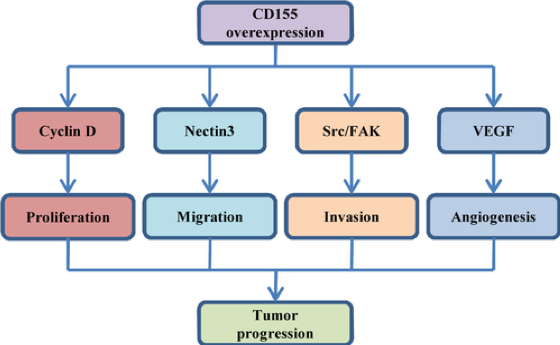The role of CD155 in tumor development and its underlying molecular mechanisms. (Gao, et al., 2017)