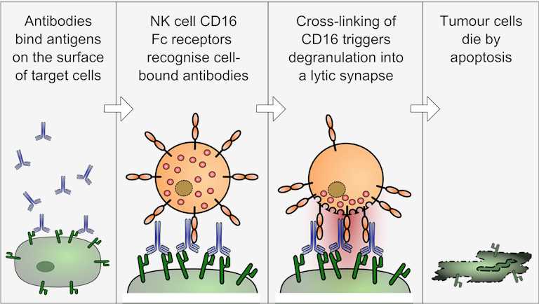 Antibody-dependent cell-mediated cytotoxicity.
