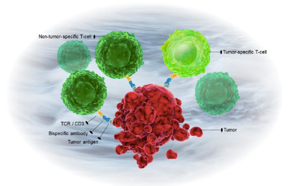 Bispecific Antibody for T-cell redirection. (Dahlén, et al., 2018)