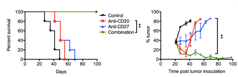 Fig.2 Combination therapy of Anti-CD27 and CD20 mAb for melanoma. (Turaj, et al., 2017)