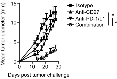 Fig.4 Combination therapy of Anti-CD27 and PD-1/L1 mAb for melanoma. (Buchan, et al., 2018)