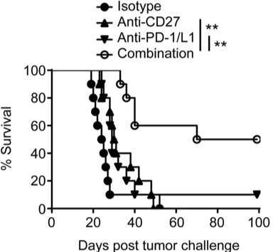 Fig.4 Combination therapy of Anti-CD27 and PD-1/L1 mAb for melanoma. (Buchan, et al., 2018)