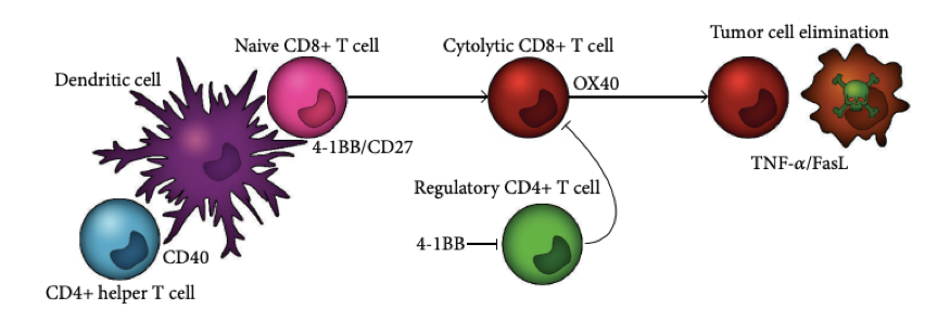 CD40–CD40L interactions at DC-T cell and T cell-T cell interface
