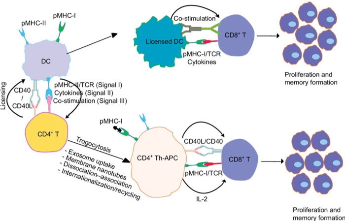 Fig.3 CD40–CD40L interactions at DC-T cell and T cell-T cell interface. (Ara, et al., 2018)