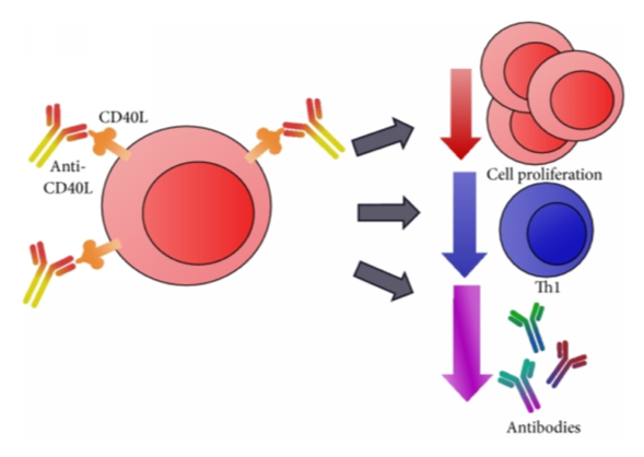Fig.4 Anti-CD40L interaction and effects on T cells. (Ara, et al., 2018)