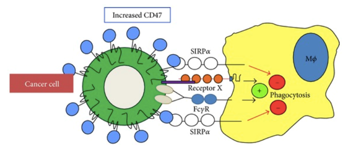 CD47 regulates phagocytosis of host cells by interacting with SIRPα. 