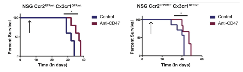 Anti-CD47 Therapeutic Monoclonal Antibody Program