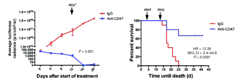 Anti-CD47 Therapeutic Monoclonal Antibody Program