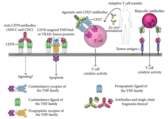 Fig.1 CD70/CD27-based agonists for cancer therapy. (Bremer, et al., 2013)