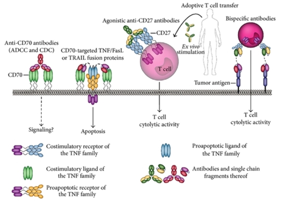 CD70-CD70L interactions at DC-T cell and T cell-T cell interface